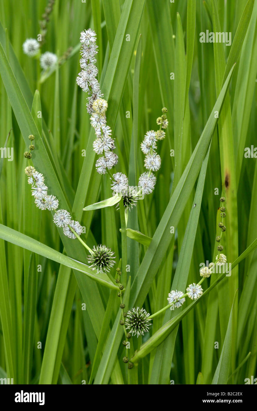 Simplestem, Simple-tallo ramificado, Burreed Bur-reed (Sparganium erectum) flores Foto de stock