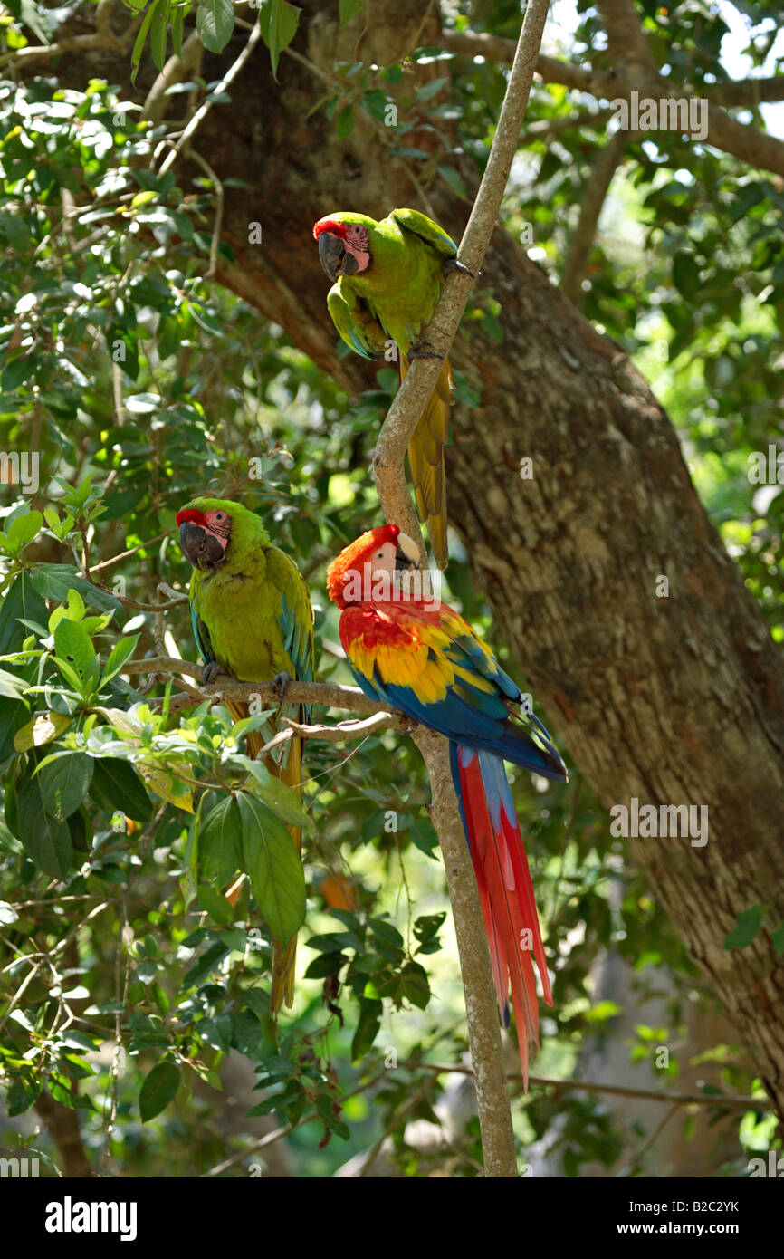 Guacamaya verde (Ara militaris) y la guacamaya roja (Ara macao), encaramado en un árbol, Honduras, América Central Foto de stock