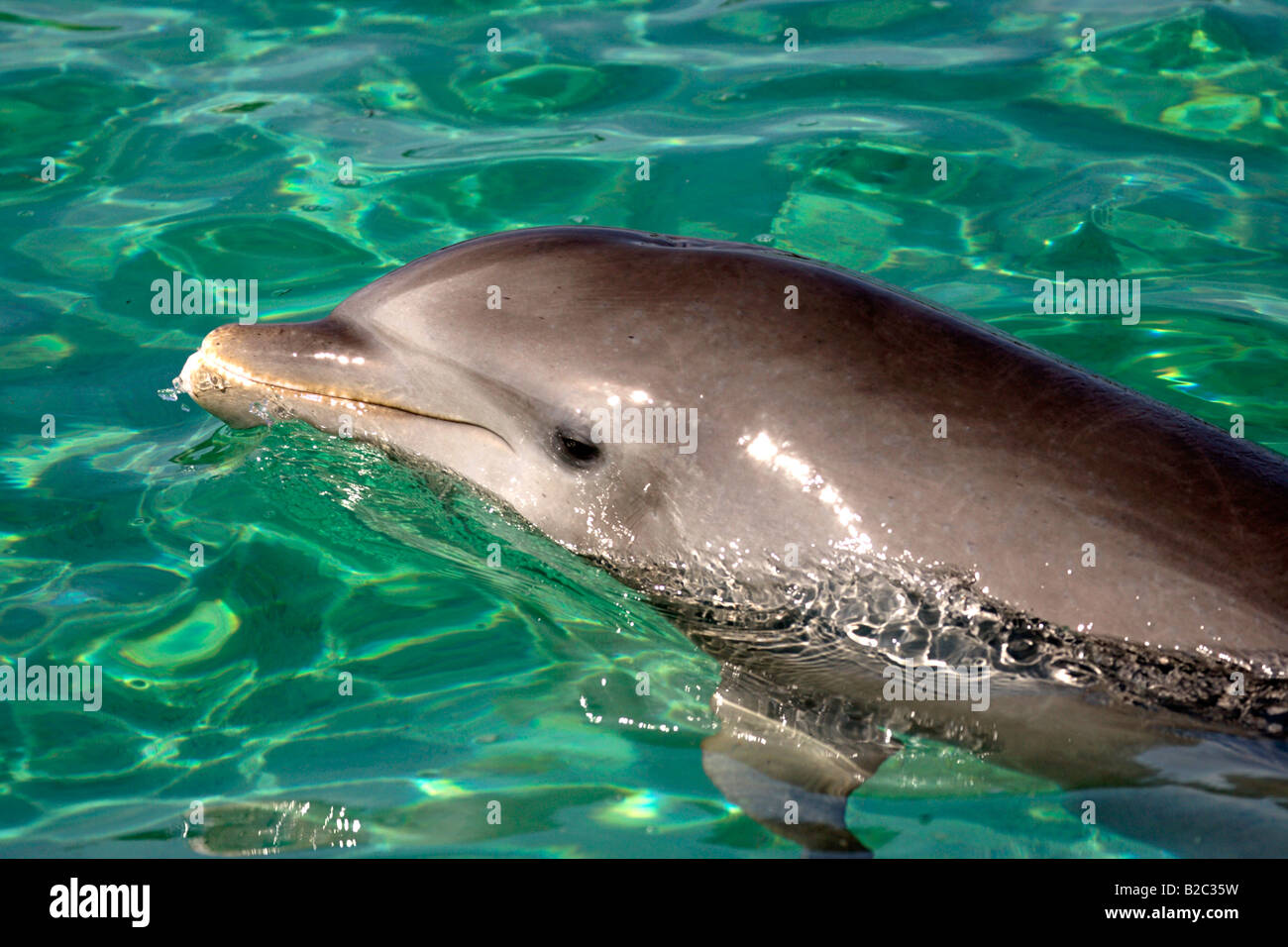 Comunes de Delfín Mular (Tursiops truncatus), retrato, el Caribe, Roatán, Honduras, América Central Foto de stock