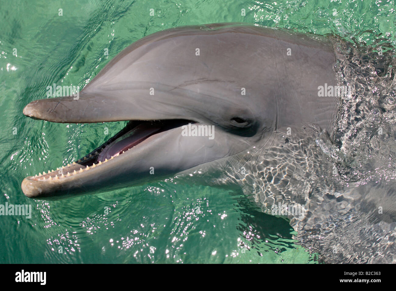 Comunes de Delfín Mular (Tursiops truncatus), retrato, el Caribe, Roatán, Honduras, América Central Foto de stock