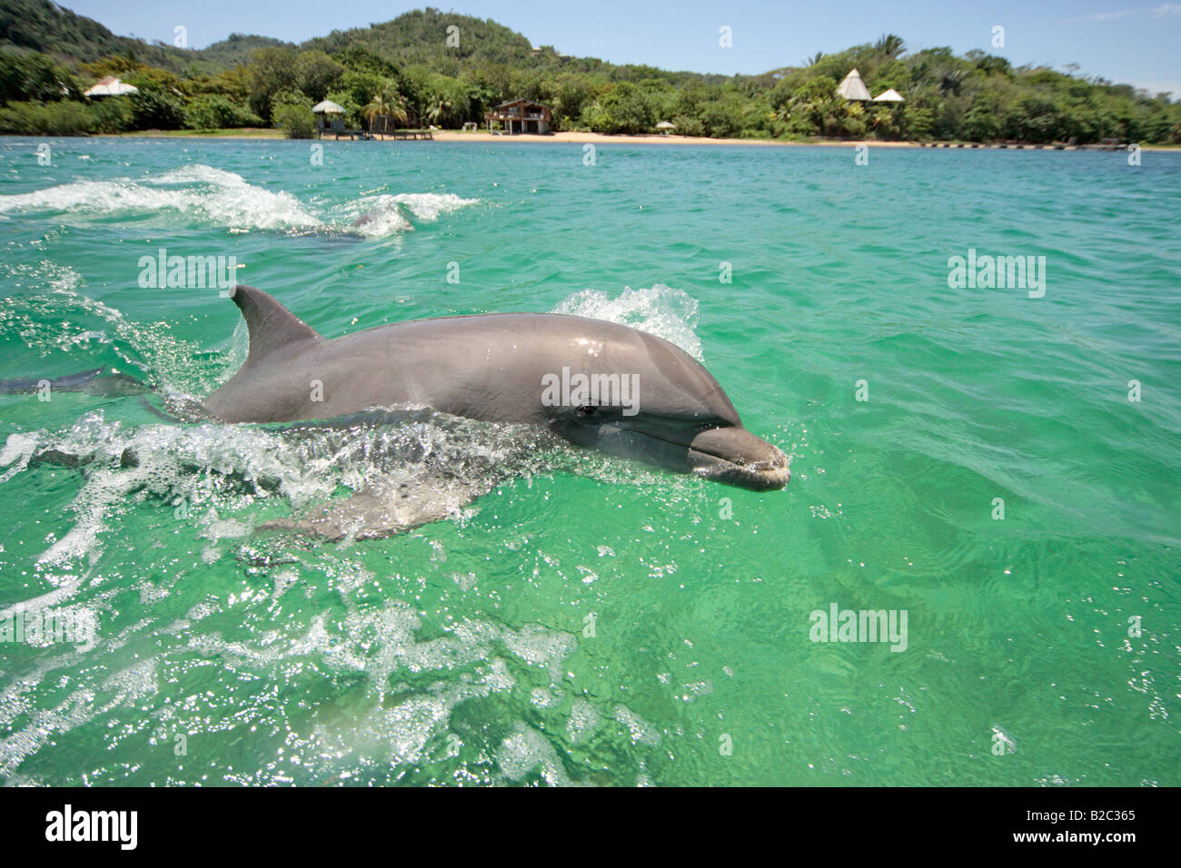 Comunes de Delfín Mular (Tursiops truncatus), adulto, saltando fuera del agua, el Caribe, Roatán, Honduras, América Central Foto de stock