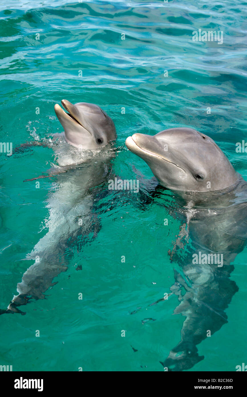 Comunes de delfines nariz de botella (Tursiops truncatus), con jóvenes adultos, el Caribe, Roatán, Honduras, América Central Foto de stock
