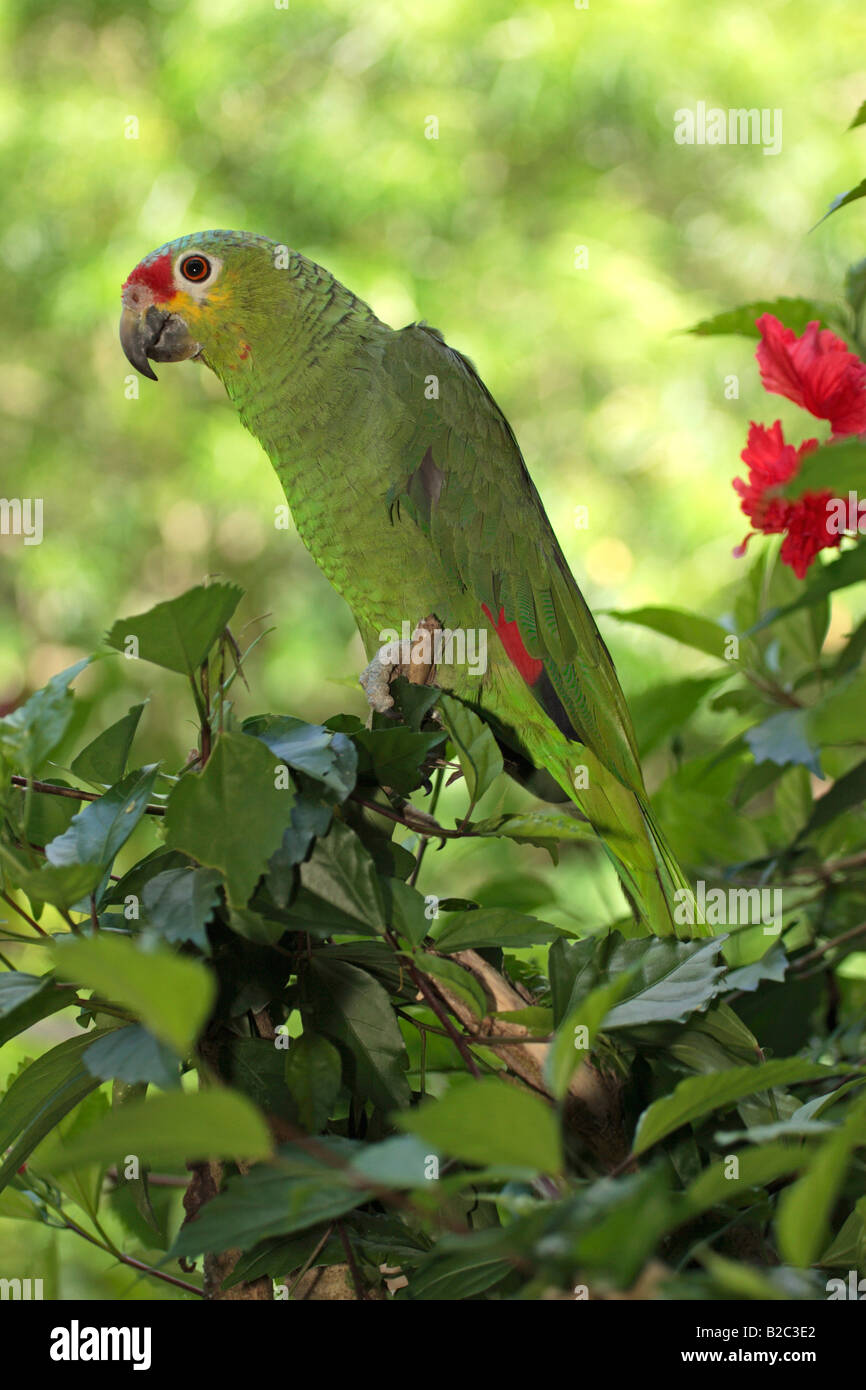 Rojo maduro-lored Amazon o Parrot (Amazona autumnalis) colgado de un árbol, Roatán, Honduras, América Central Foto de stock