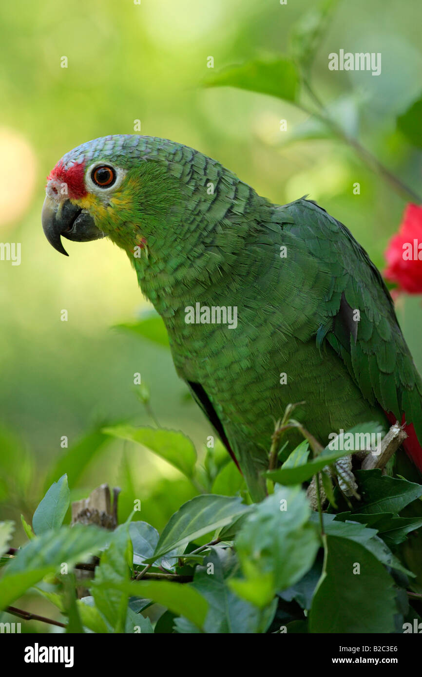Retrato de un maduro rojo-lored Amazon o Parrot (Amazona autumnalis), Roatán, Honduras, América Central Foto de stock