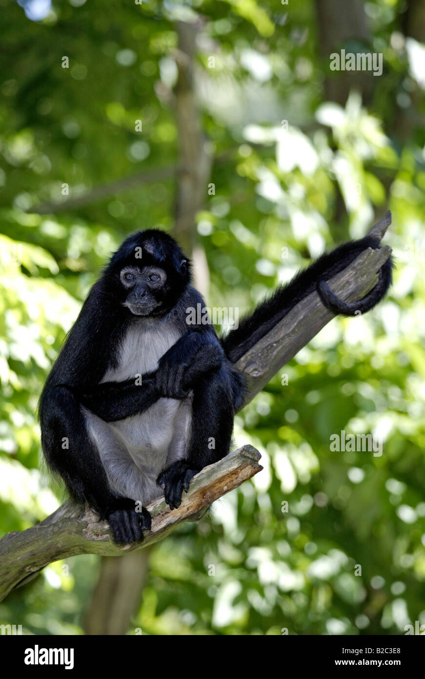 Geoffroy maduros o mano negra mono araña (Ateles geoffroyi) sentado en una rama, Roatán, Honduras, América Central Foto de stock