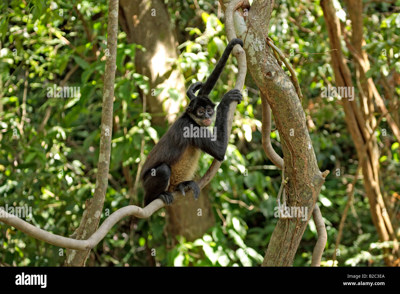Geoffroy maduros o mano negra mono araña (Ateles geoffroyi) sentado en un árbol, Roatán, Honduras, América Central Foto de stock