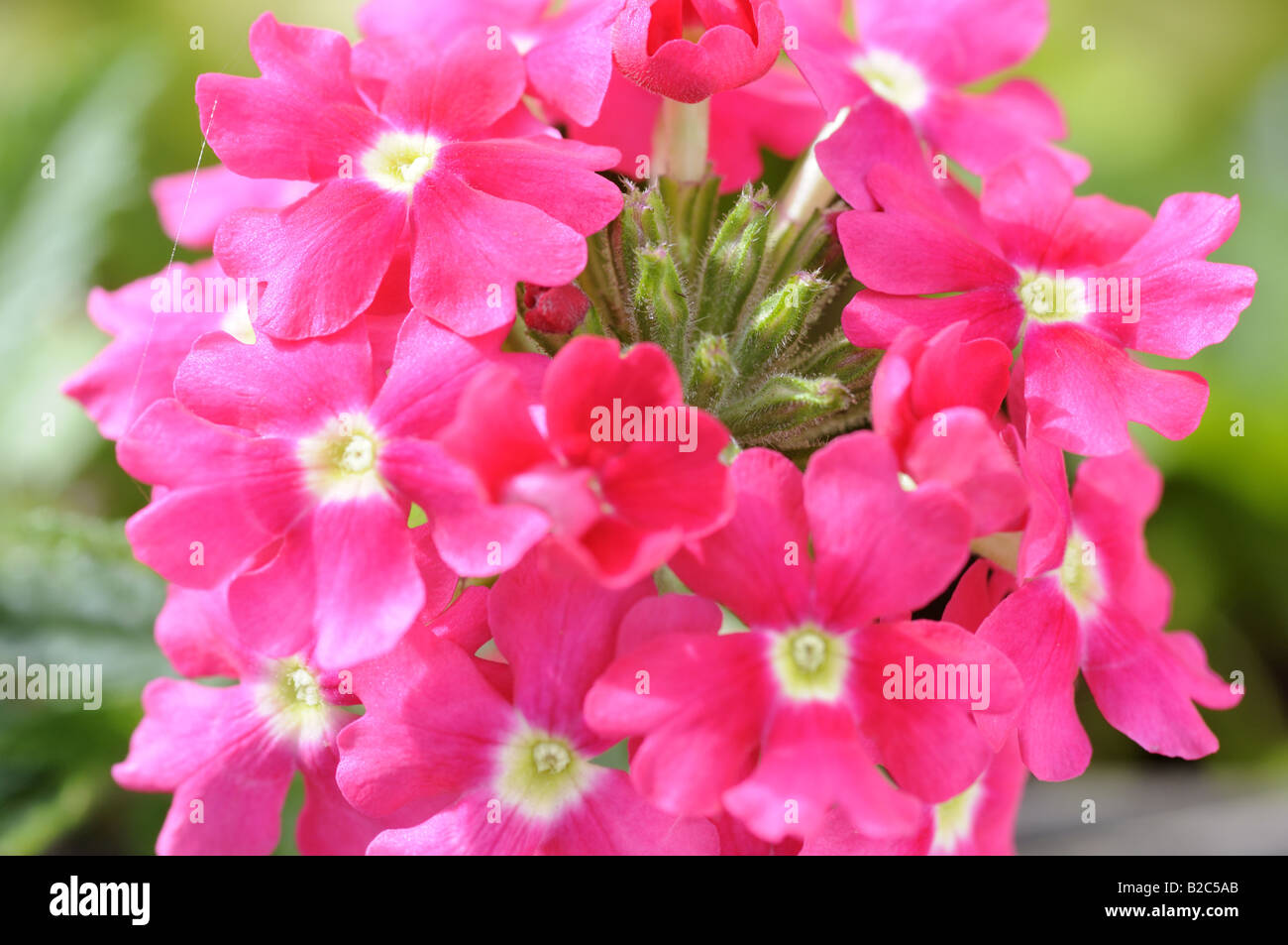 Verbena rosa Foto de stock