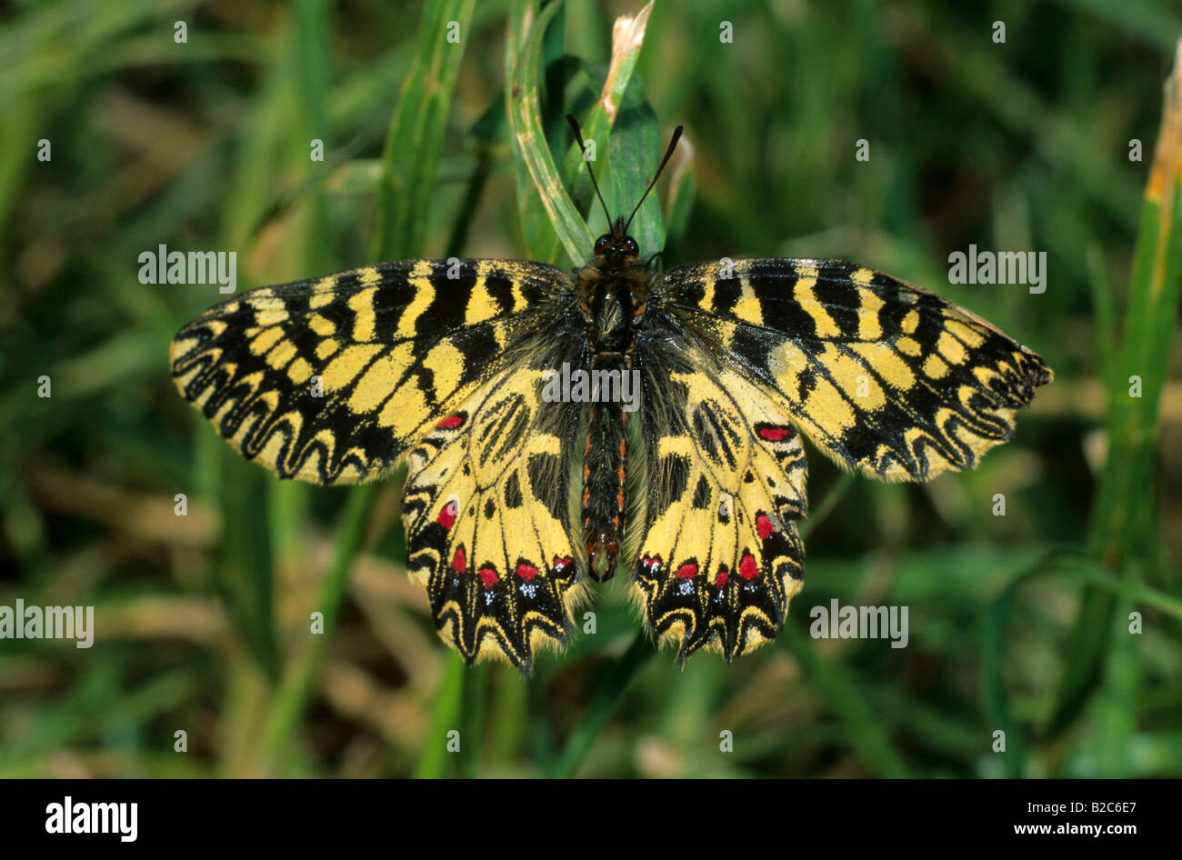 Festoon meridional (Zerynthia polyxena), Papilionidae familia, Lagos de Hortobagy, Hungría, Europa Foto de stock