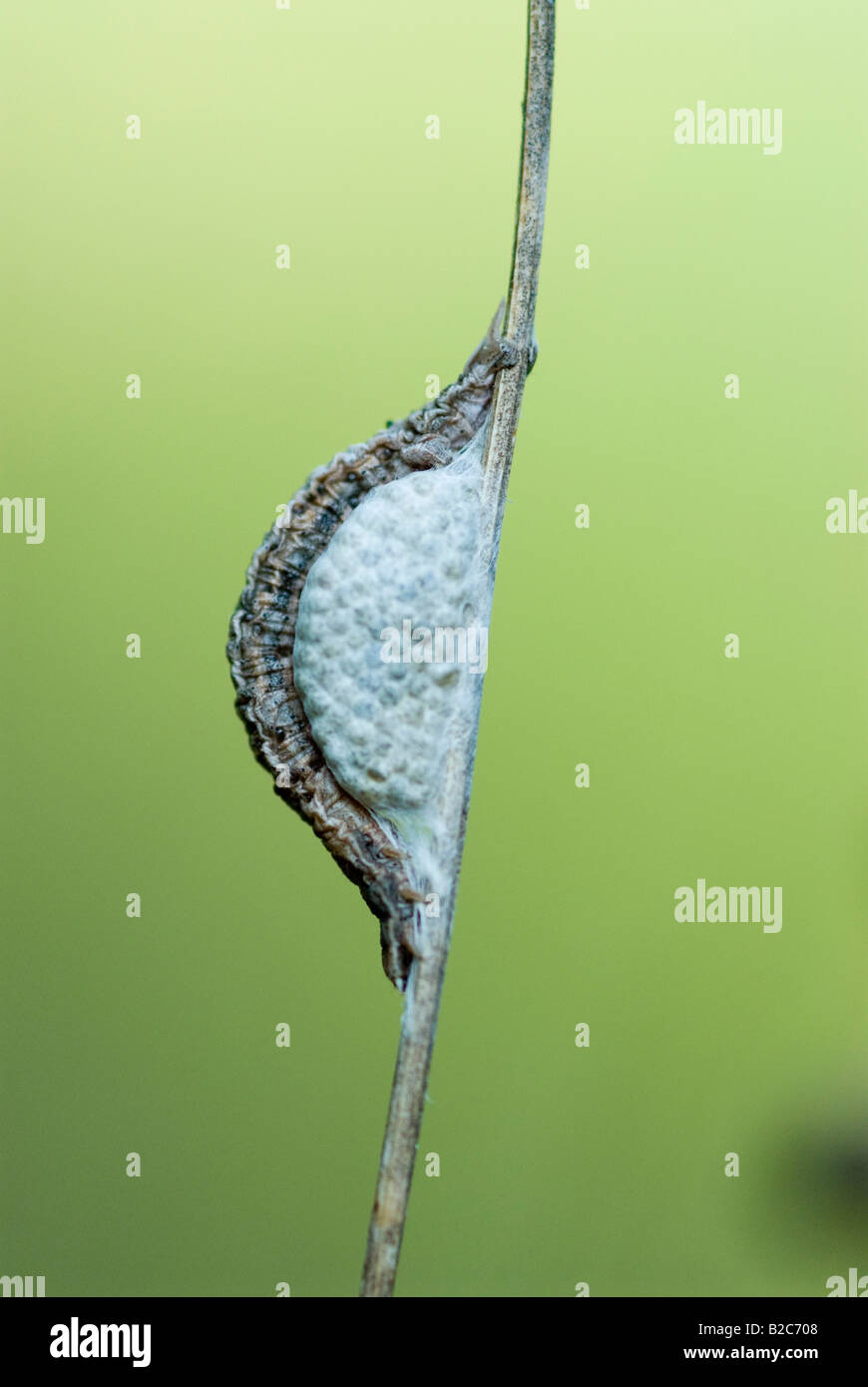 Los parásitos que, habiendo salido de su anfitrión, una polilla geómetra (Geometridae), han pupated Foto de stock