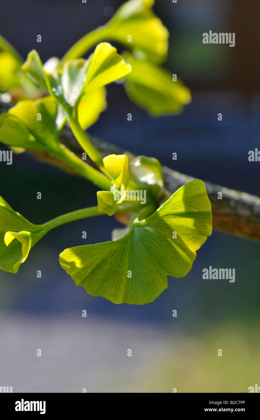 Las hojas jóvenes en un árbol de Ginkgo (Ginkgo biloba) Foto de stock