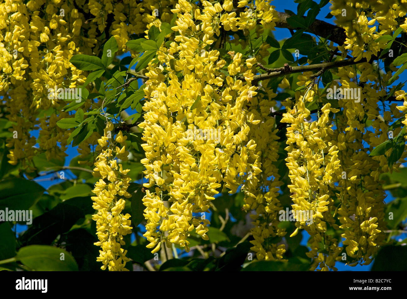 Cadena de Oro, de Voss (x watereri Laburnum Laburnum) en flor, planta