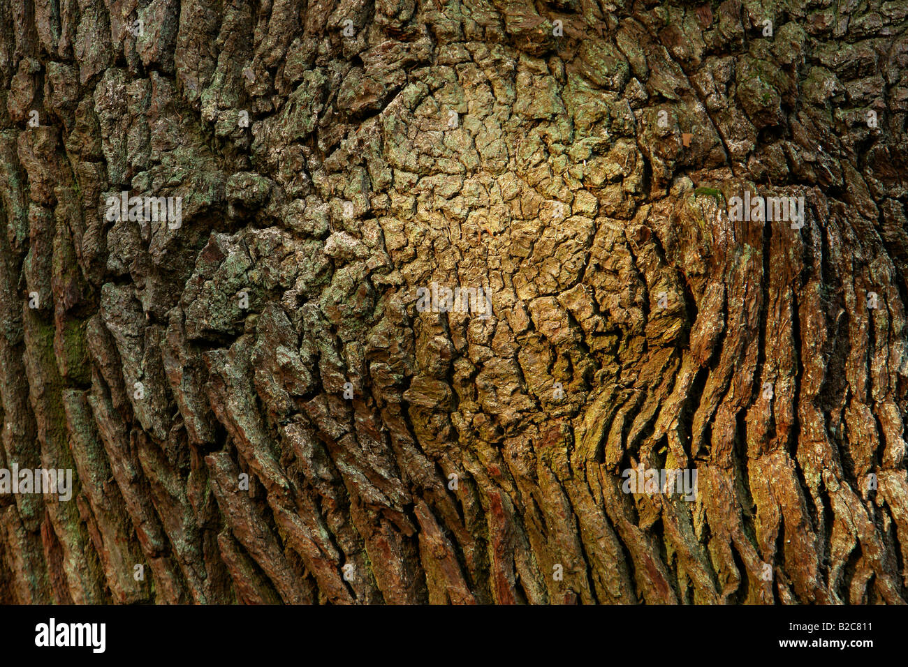 El roble rojo del norte, campeón de roble (Quercus rubra), de corteza Lueerwald Bosque, Sauerland, Renania del Norte-Westfalia, Alemania, Europa Foto de stock