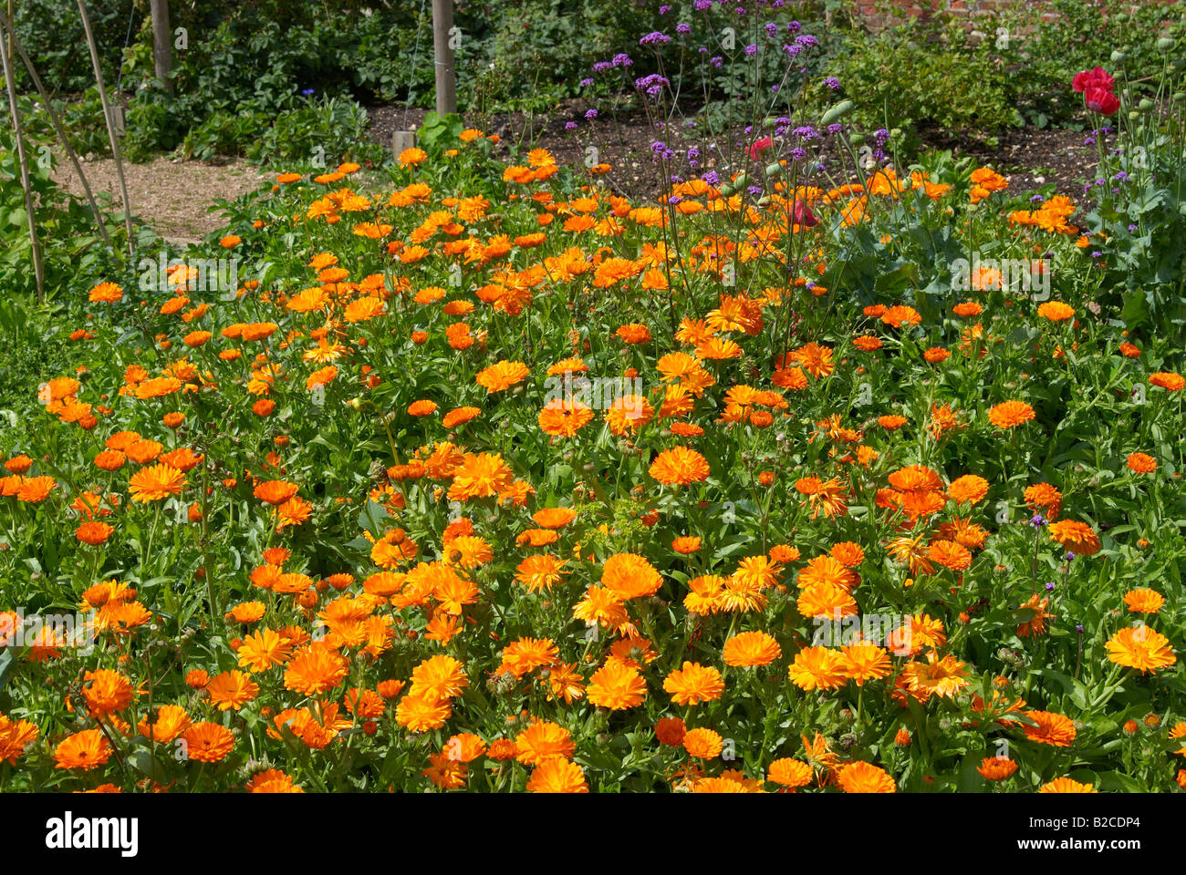 Calendula officinalis english marigold fotografías e imágenes de alta  resolución - Alamy