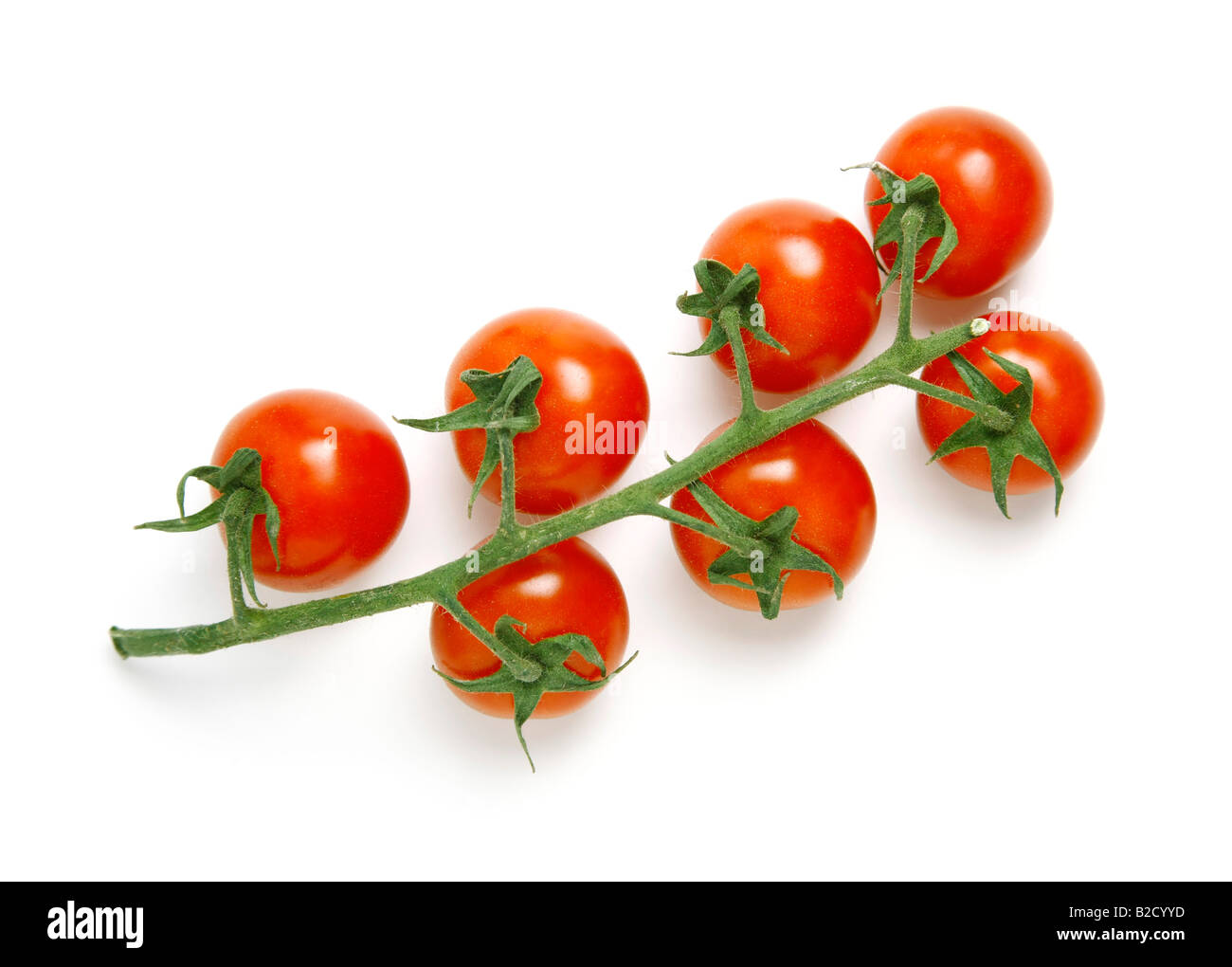 Los tomates frescos con tallo aislado sobre fondo blanco disparó en studio Foto de stock