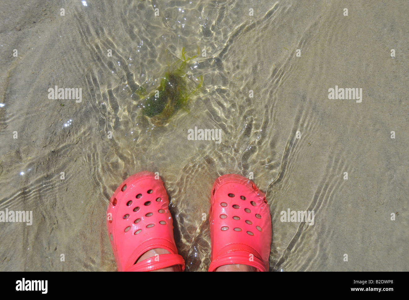 Tipo crocs zapatos en el agua de mar Fotografía de stock - Alamy