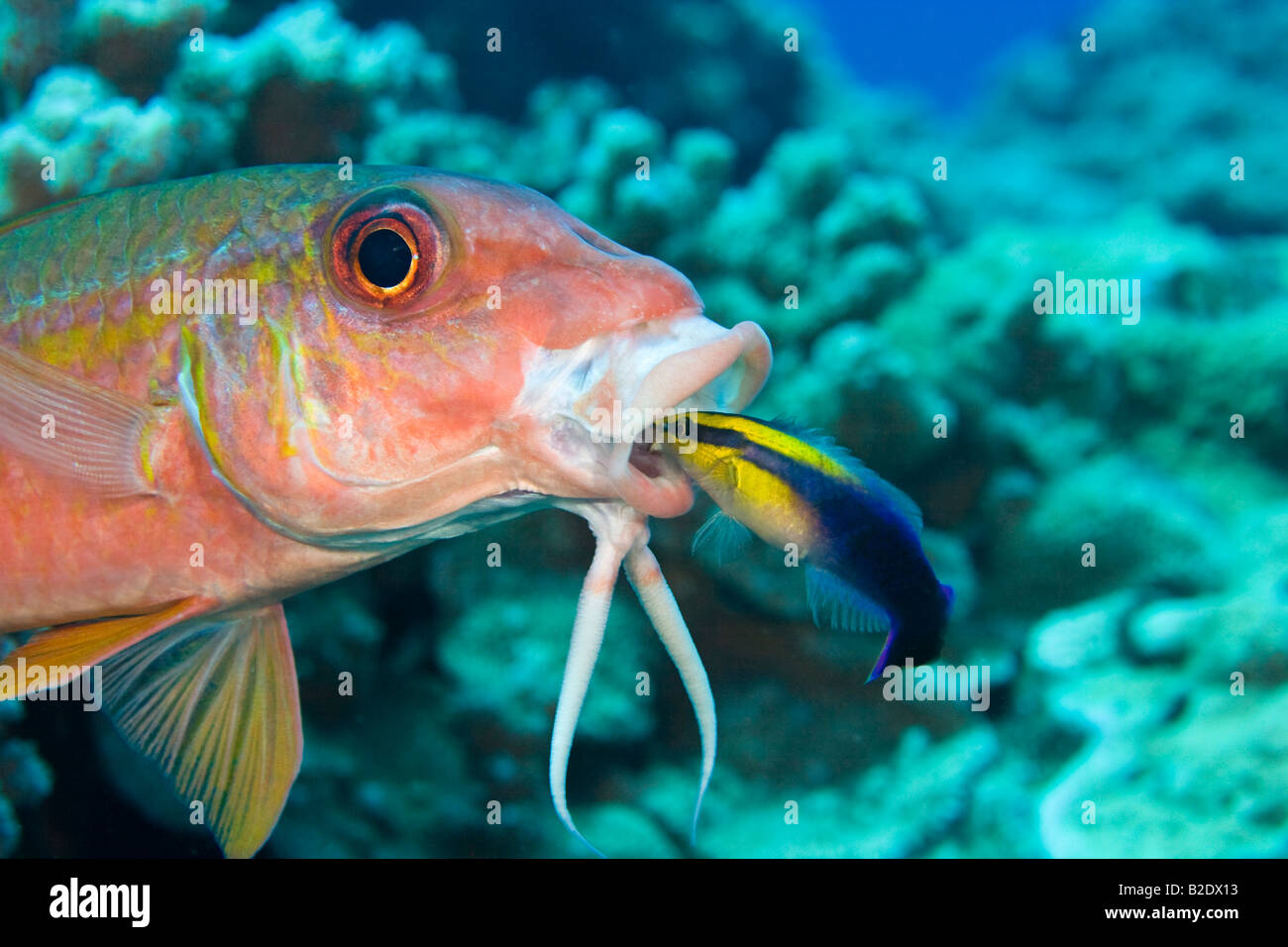 Salmonete, Mulloidichthys vanicolensis rabil, y el limpiador de napoleón, Labroides phthirophagus, Hawai. Foto de stock