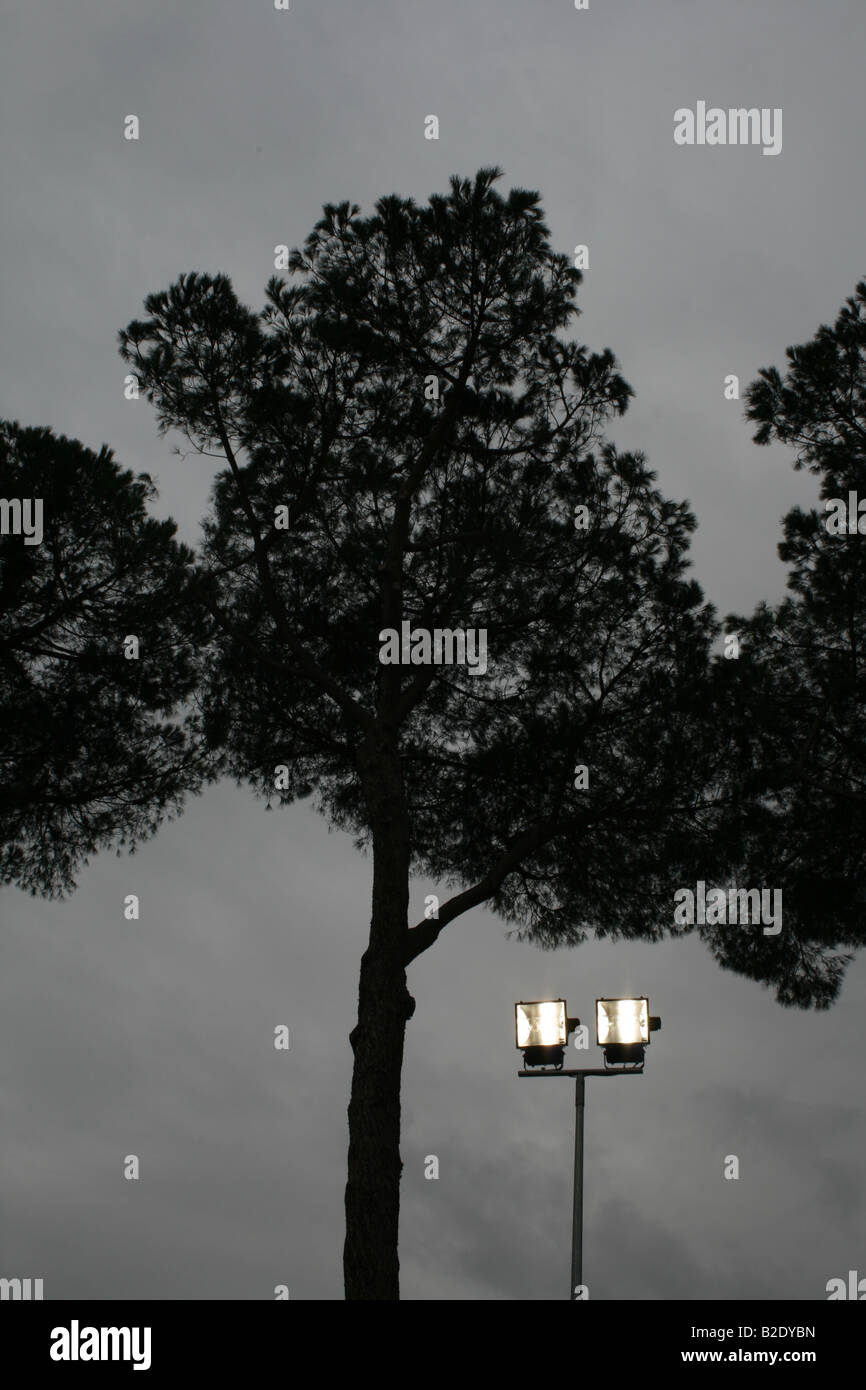 Dos reflectores Spot por el árbol en la noche Foto de stock
