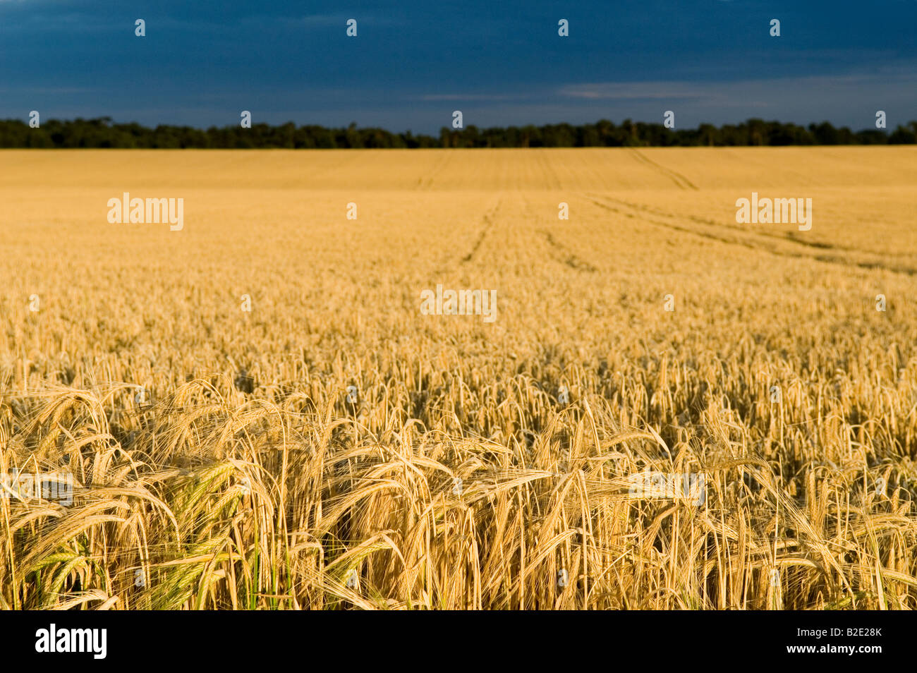 Campo de trigo, Sutton Heath, Suffolk, Reino Unido. Foto de stock