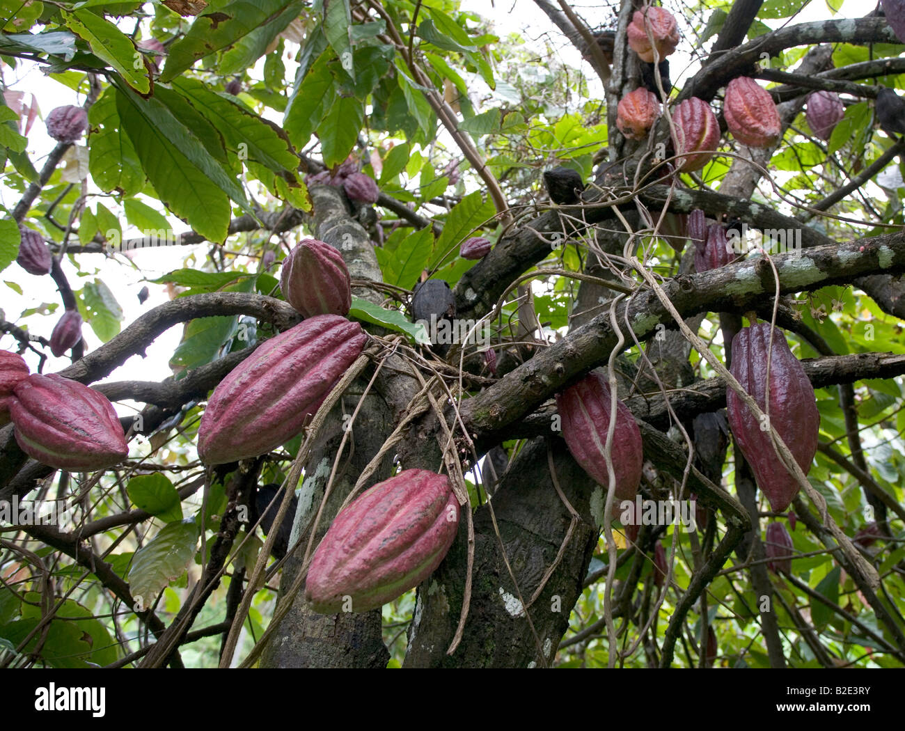 Las mazorcas de cacao o nueces que crecen en un árbol en una plantación en el Caribe las semillas adentro son llamados frijoles Foto de stock