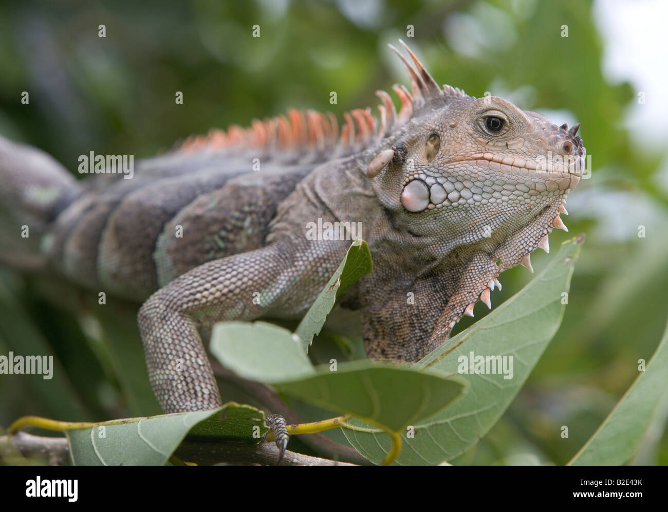 Una iguana verde comiendo hojas de un árbol con una garrapata muerde en su garganta esta uno en Tobago Cays San Vicente y GRE Foto de stock
