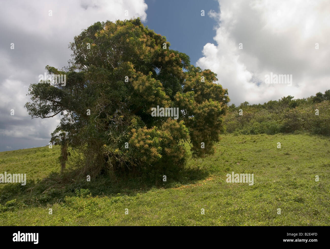 Un gran árbol de mango en flor en Grenada, West Indies Foto de stock