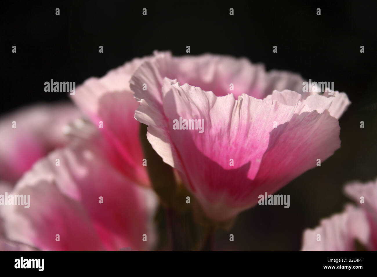 "Rosa amapola en el verano toman cerca con luz solar filtrándose a través de los pétalos' Foto de stock