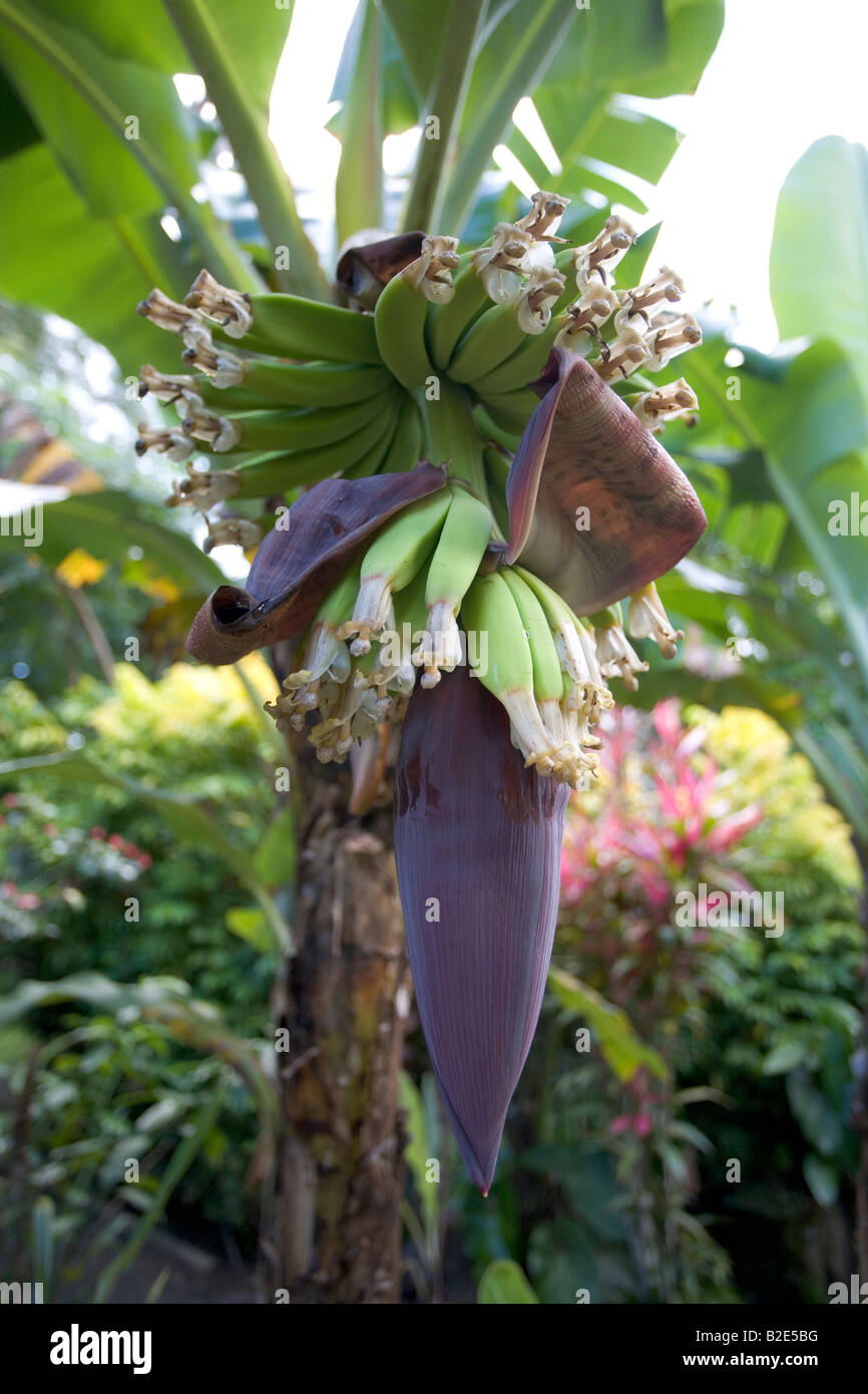 Una planta de banano o árbol con nuevas manos de plátanos formando por encima del corazón o de flor en flor Foto de stock