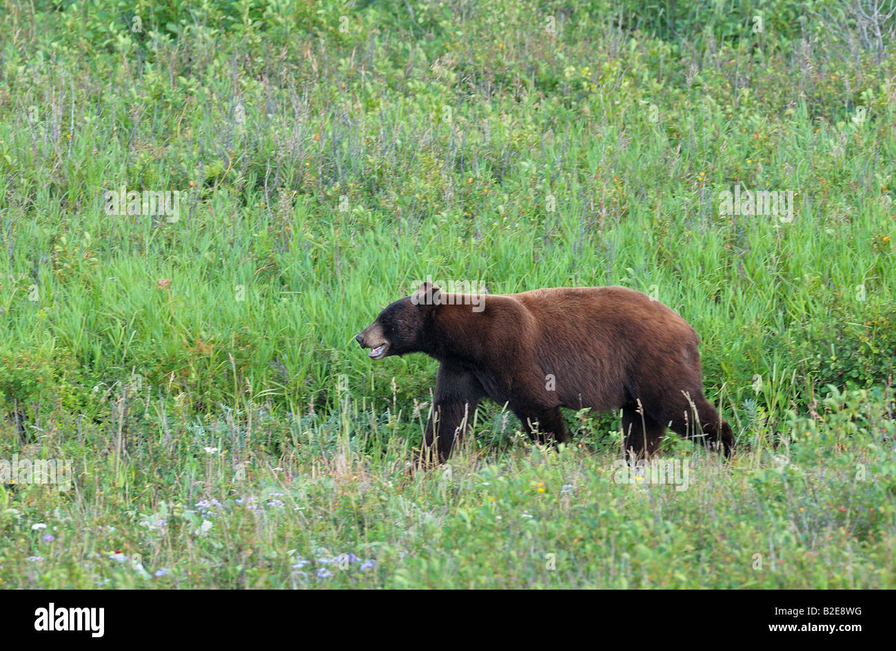 Un oso negro color marrón Foto de stock