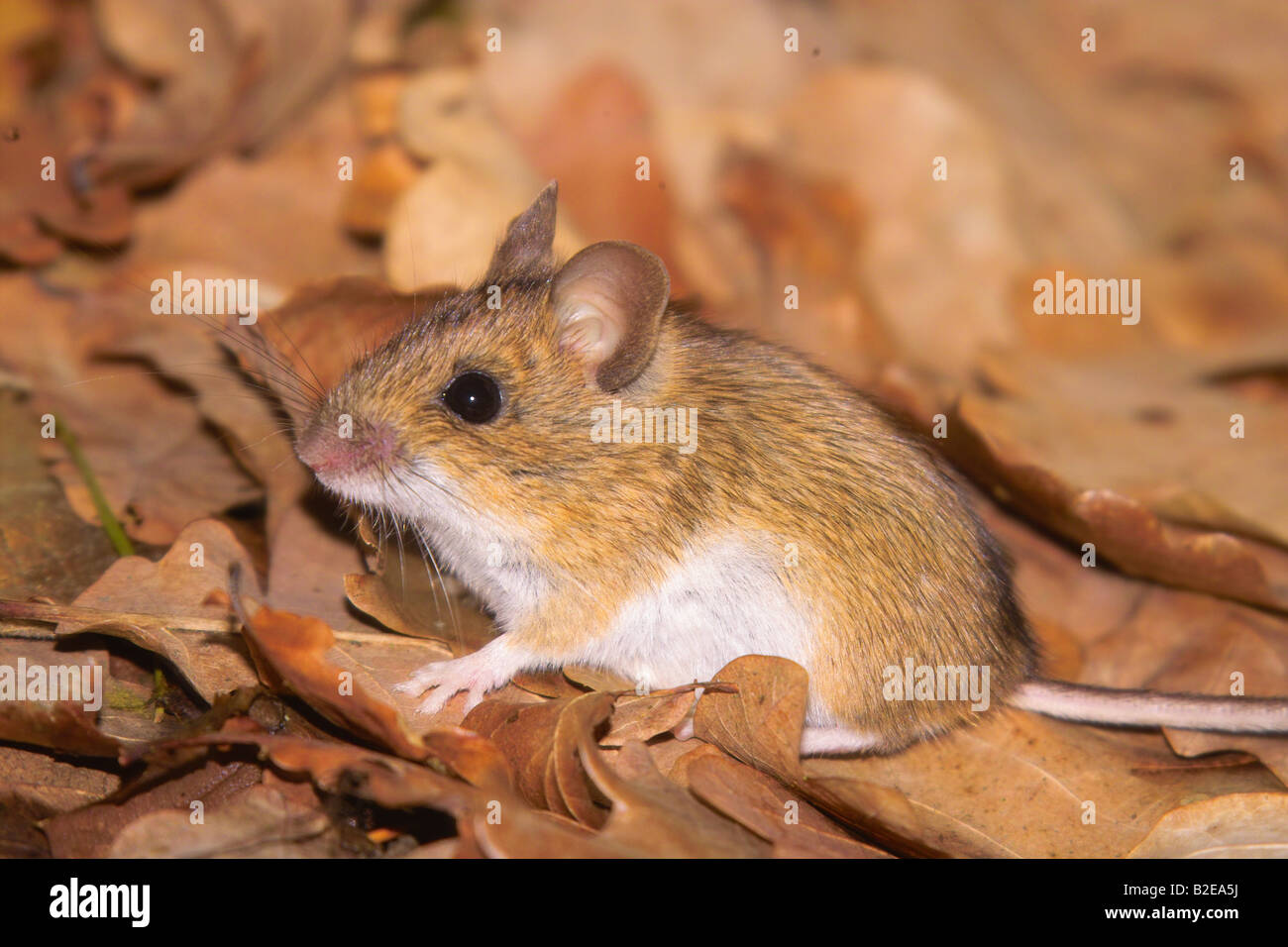 Close-up de madera ratón (Apodemus sylvaticus) en hojas secas Foto de stock