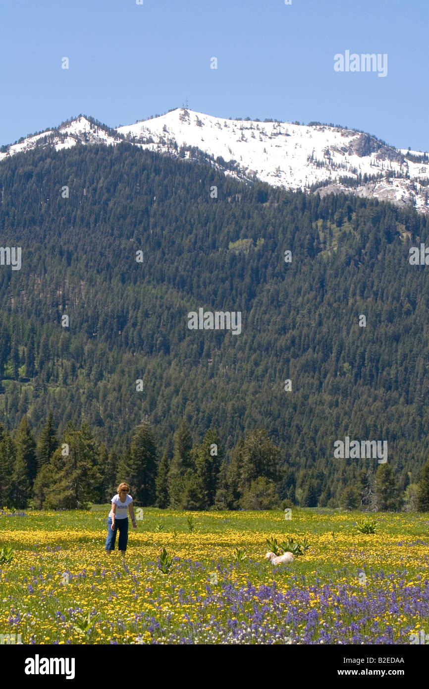 Mujer y su perro juegan en un campo de flores silvestres a continuación banco de nieve Montaña en Round Valley en Idaho Foto de stock