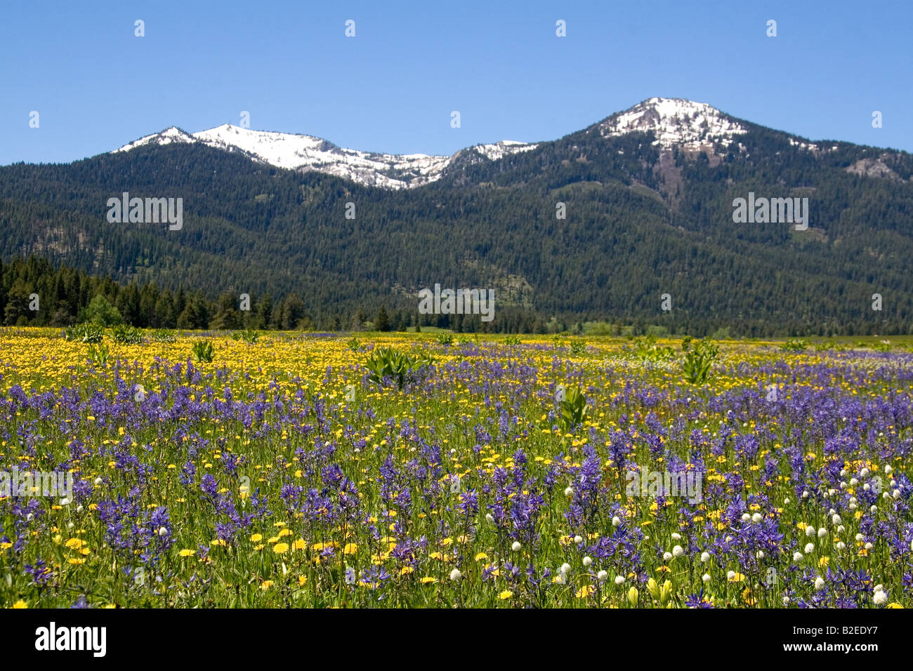 Pradera de Camas Lily flores debajo de banco de nieve Montaña en Round Valley en Idaho Foto de stock