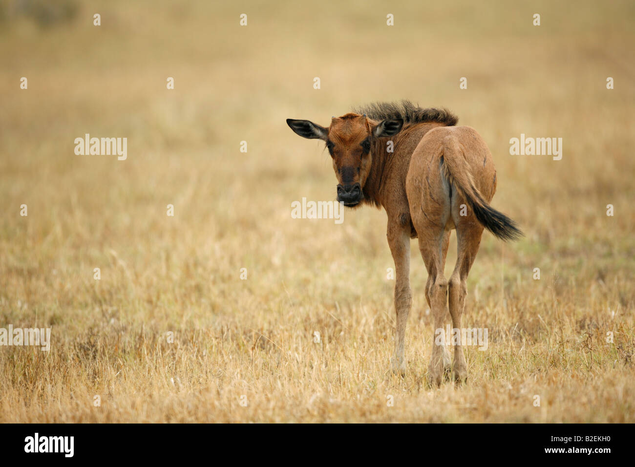 Un joven ternero el ñu azul mirando hacia atrás sobre su hombro Foto de stock