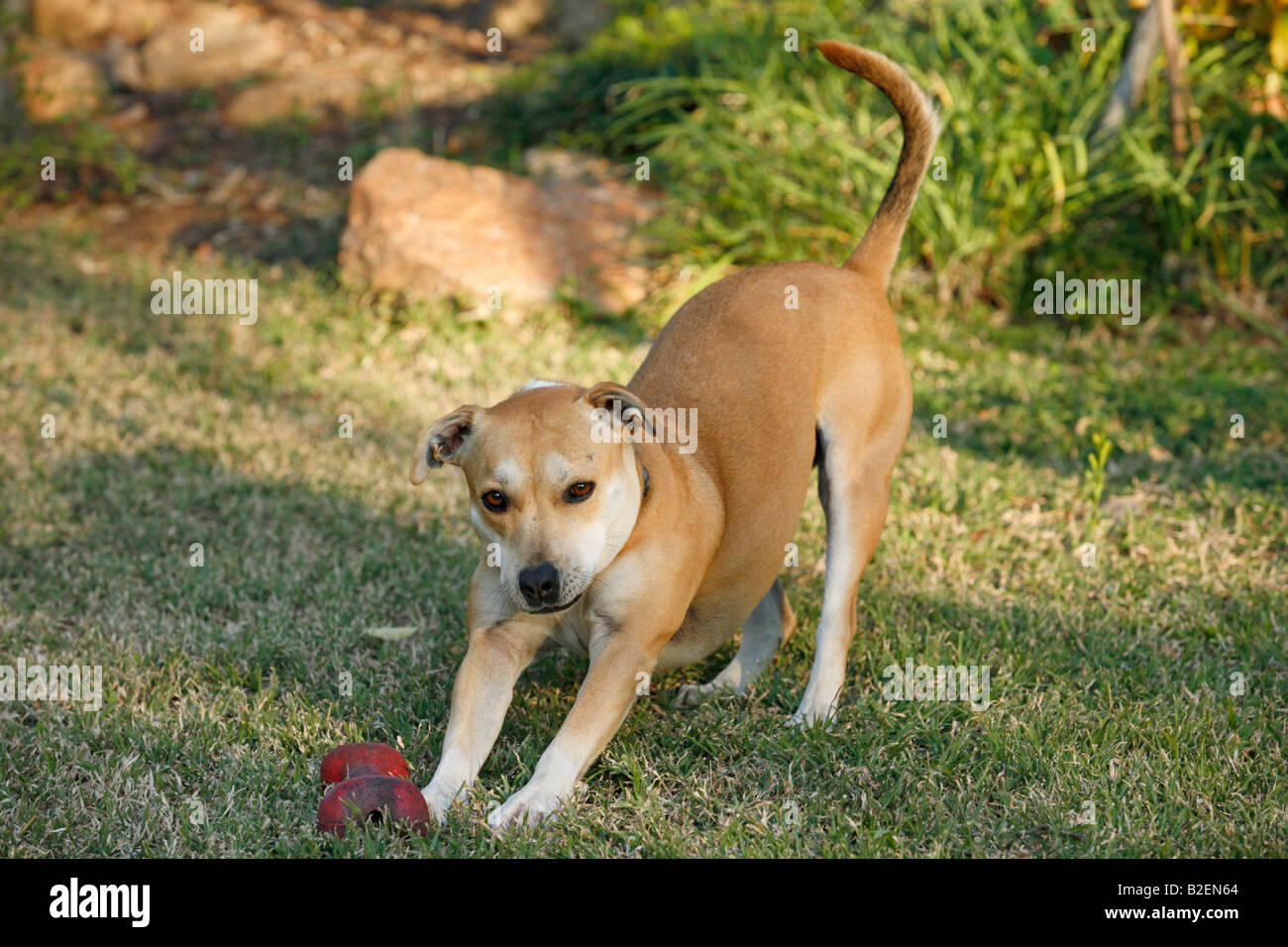 Perro estirándose fotografías e imágenes de alta resolución - Alamy