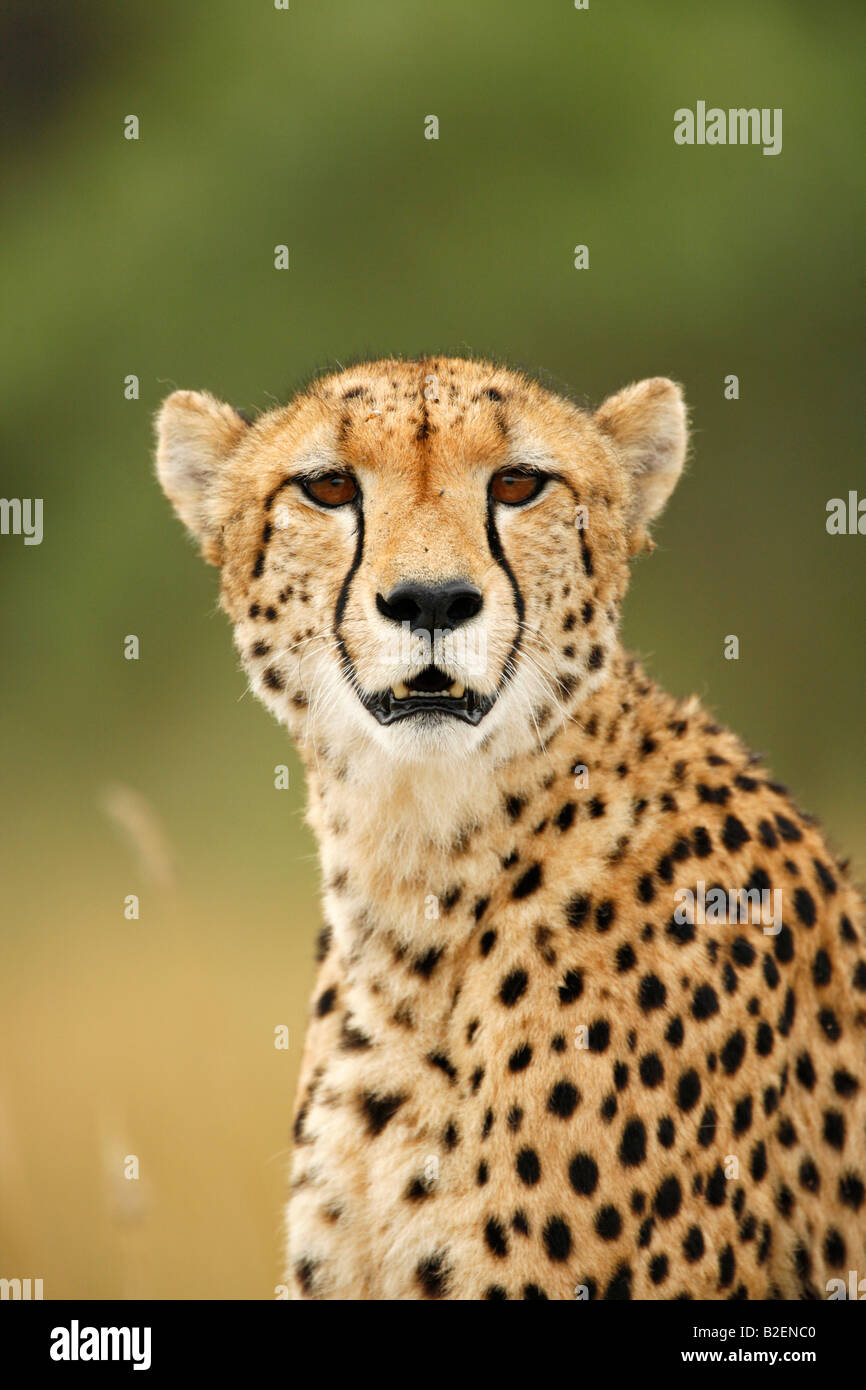 Retrato de una mujer cheetah Foto de stock