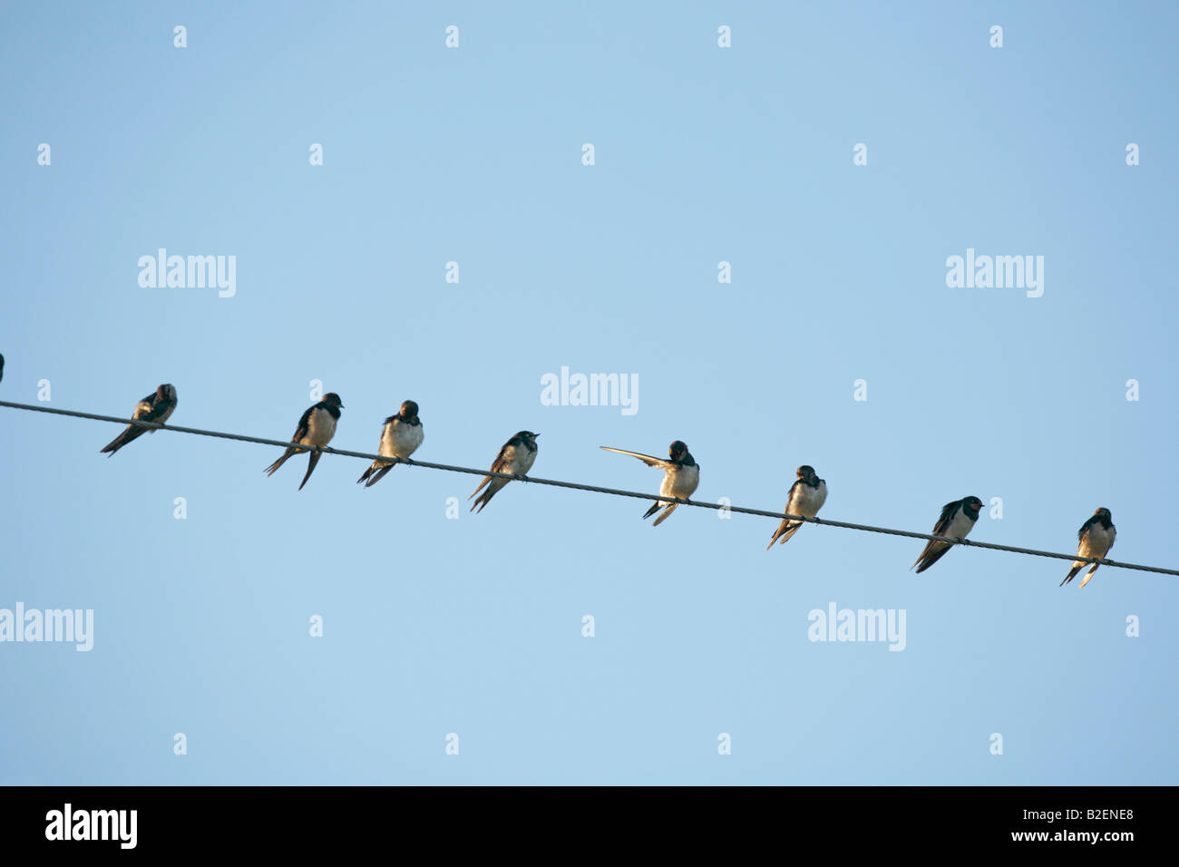 Una fila de golondrinas sentado en una línea Foto de stock