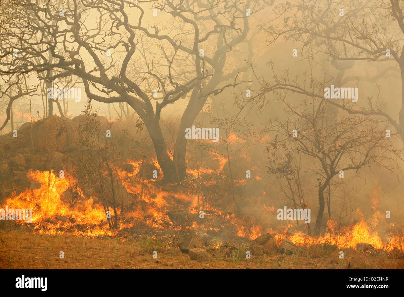 Bush fire durante la temporada seca en la sabana arbolada Foto de stock