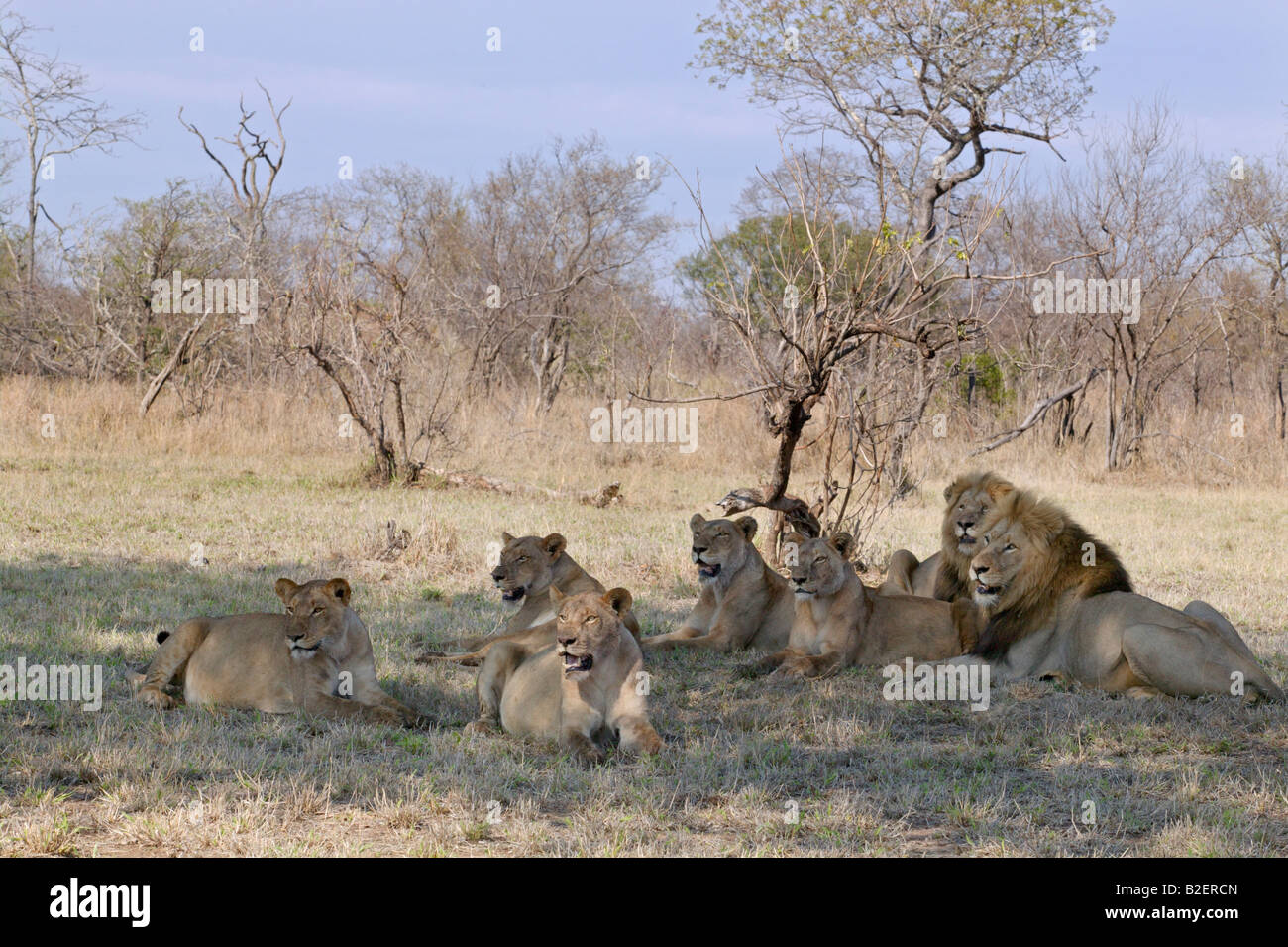 Orgullo de León (Panthera leo) con dos grandes machos y cinco leonas descansando en la sombra Foto de stock
