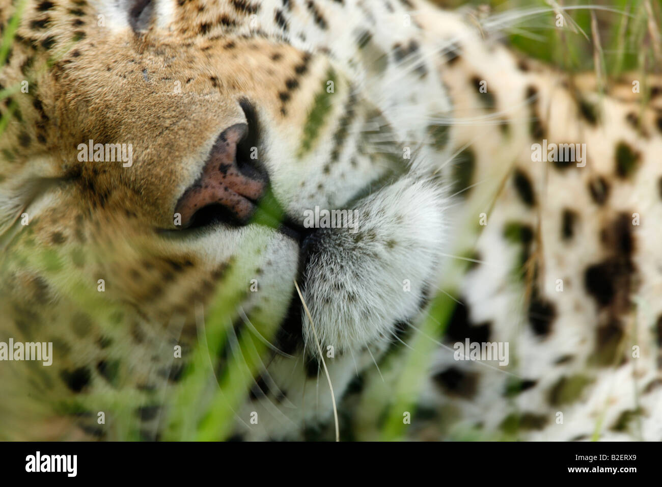Apretado retrato de la nariz y el hocico de un leopardo durmiendo Foto de stock