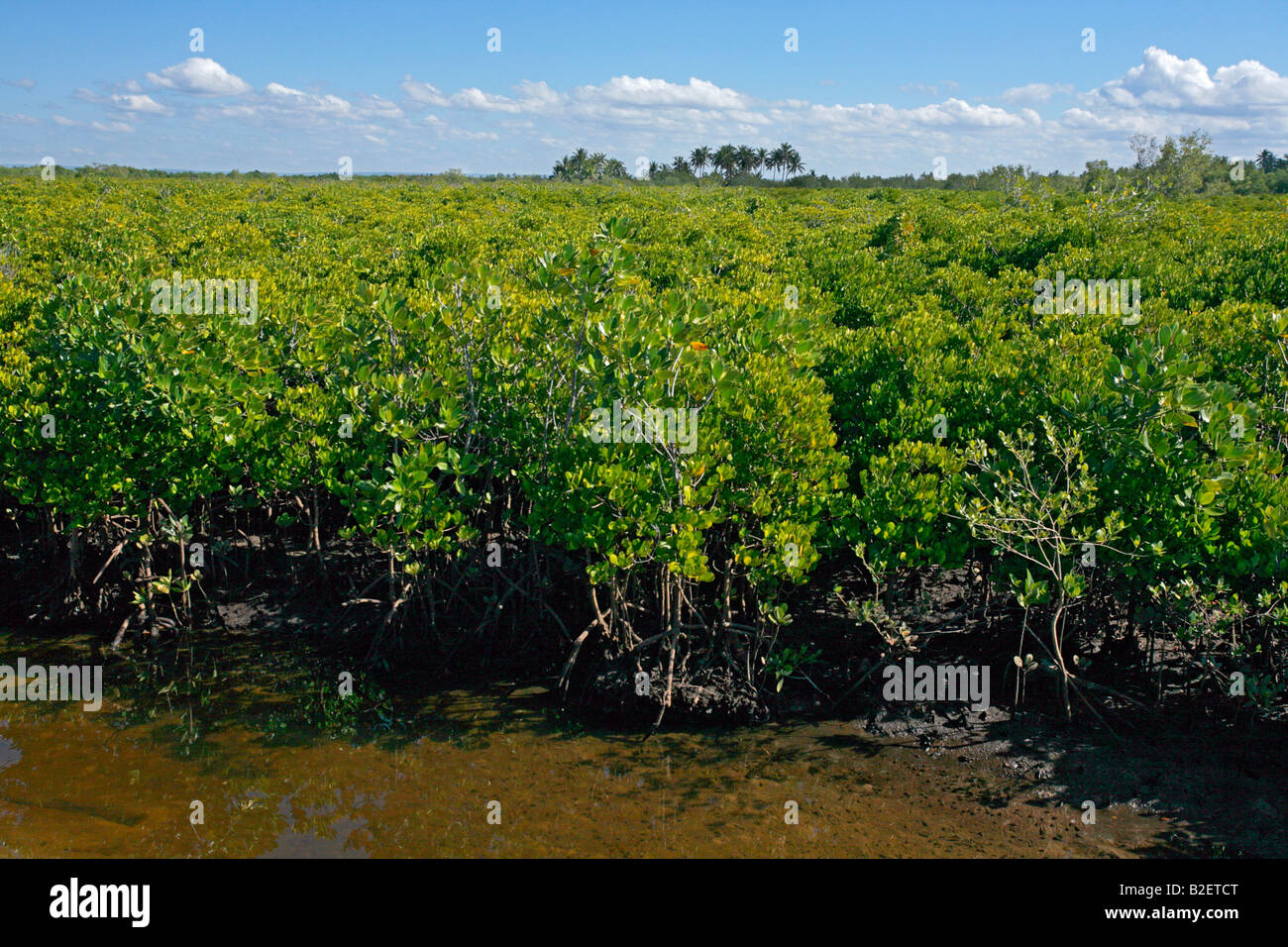 Los bosques de manglares de agua salada en la península de barra incluyendo ambos árboles de mangle blanco y negro Foto de stock