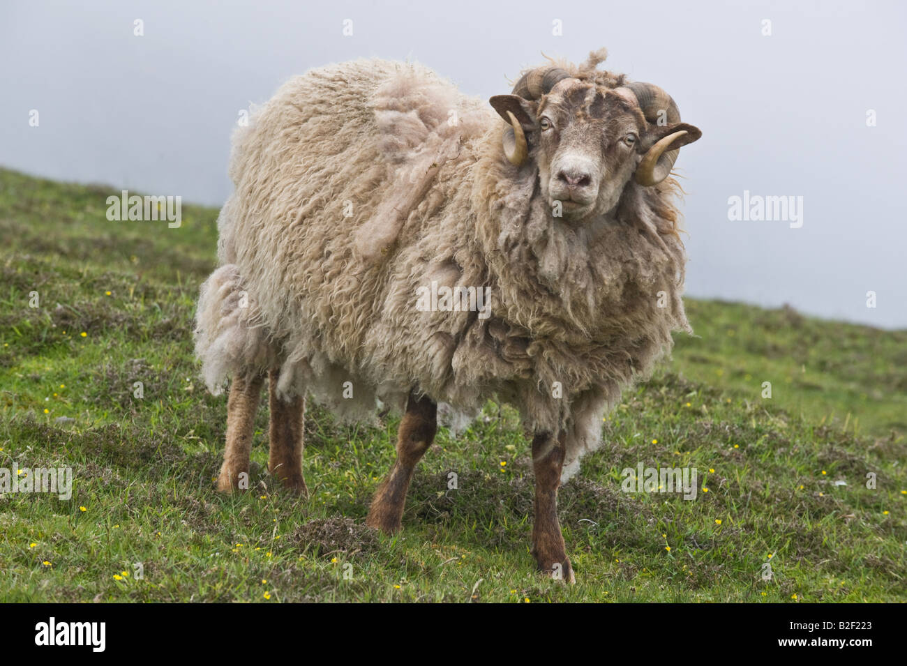 Shetland ovejas ram fotógrafo hacia el norte de las Islas Shetland Fair Isle Scotland Reino Unido Europa Junio Foto de stock