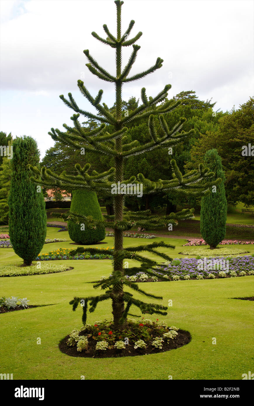 Araucaria sucursales en Dirleton Castle jardines formales. Foto de stock