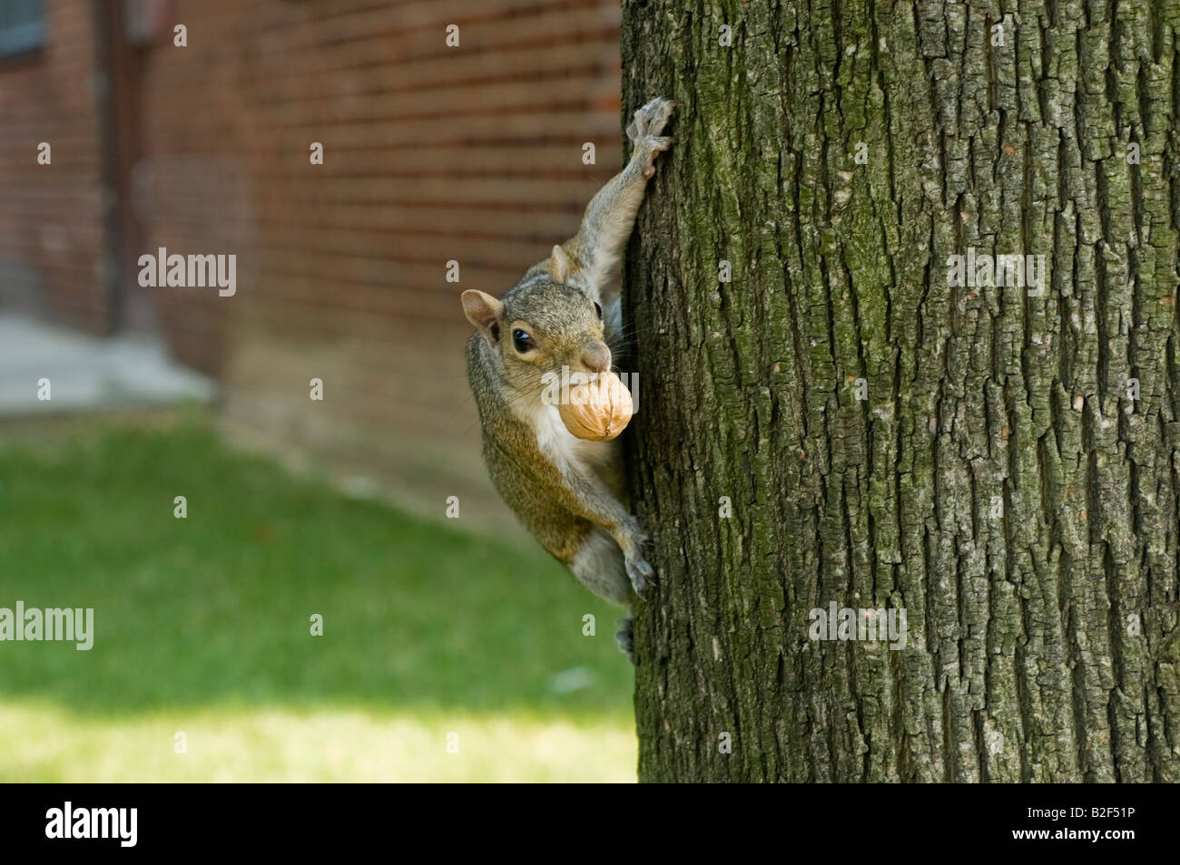 La ardilla con la tuerca en la boca trepa árbol en Nueva York NY Foto de stock
