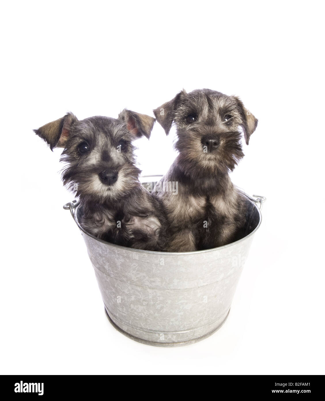 Dos Adorables cachorros Schnauzer miniatura esperando para baño en tina de  lavado aislado sobre fondo blanco Fotografía de stock - Alamy
