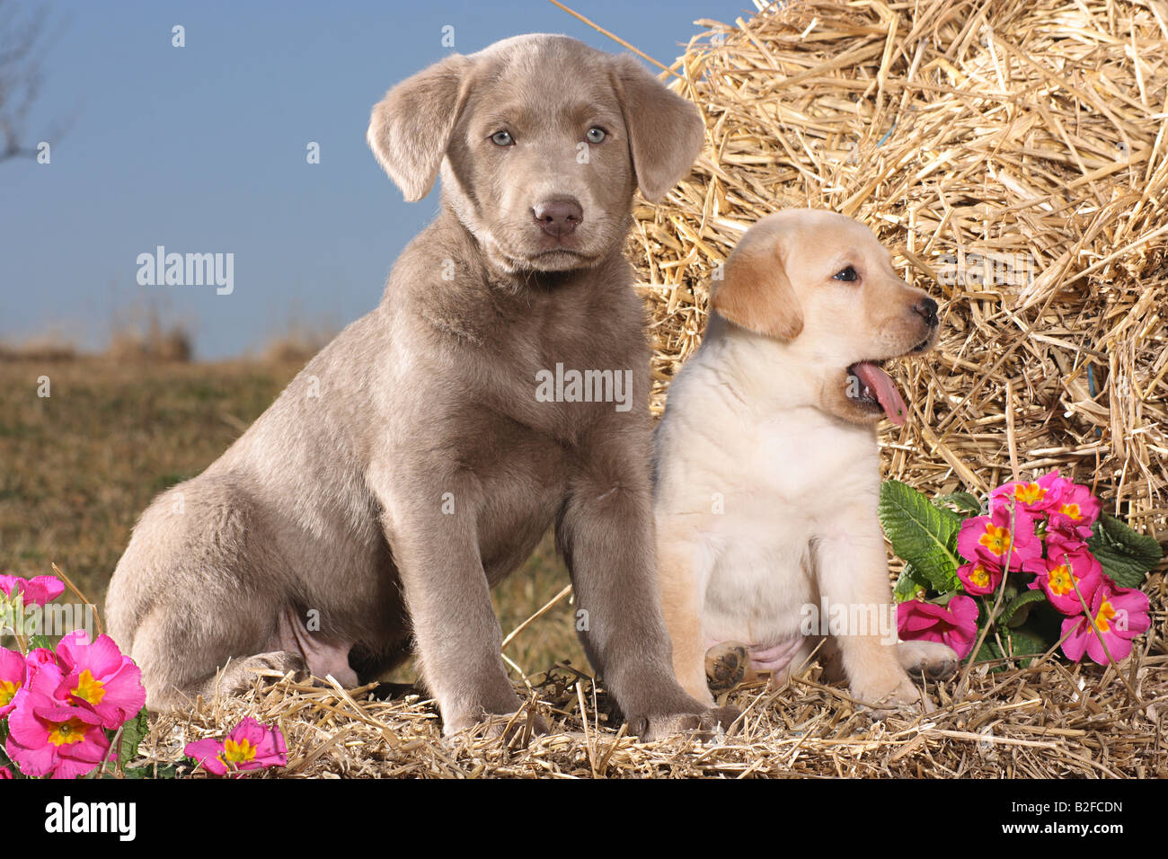 Labrador weimaraner fotografías e imágenes de alta resolución - Alamy