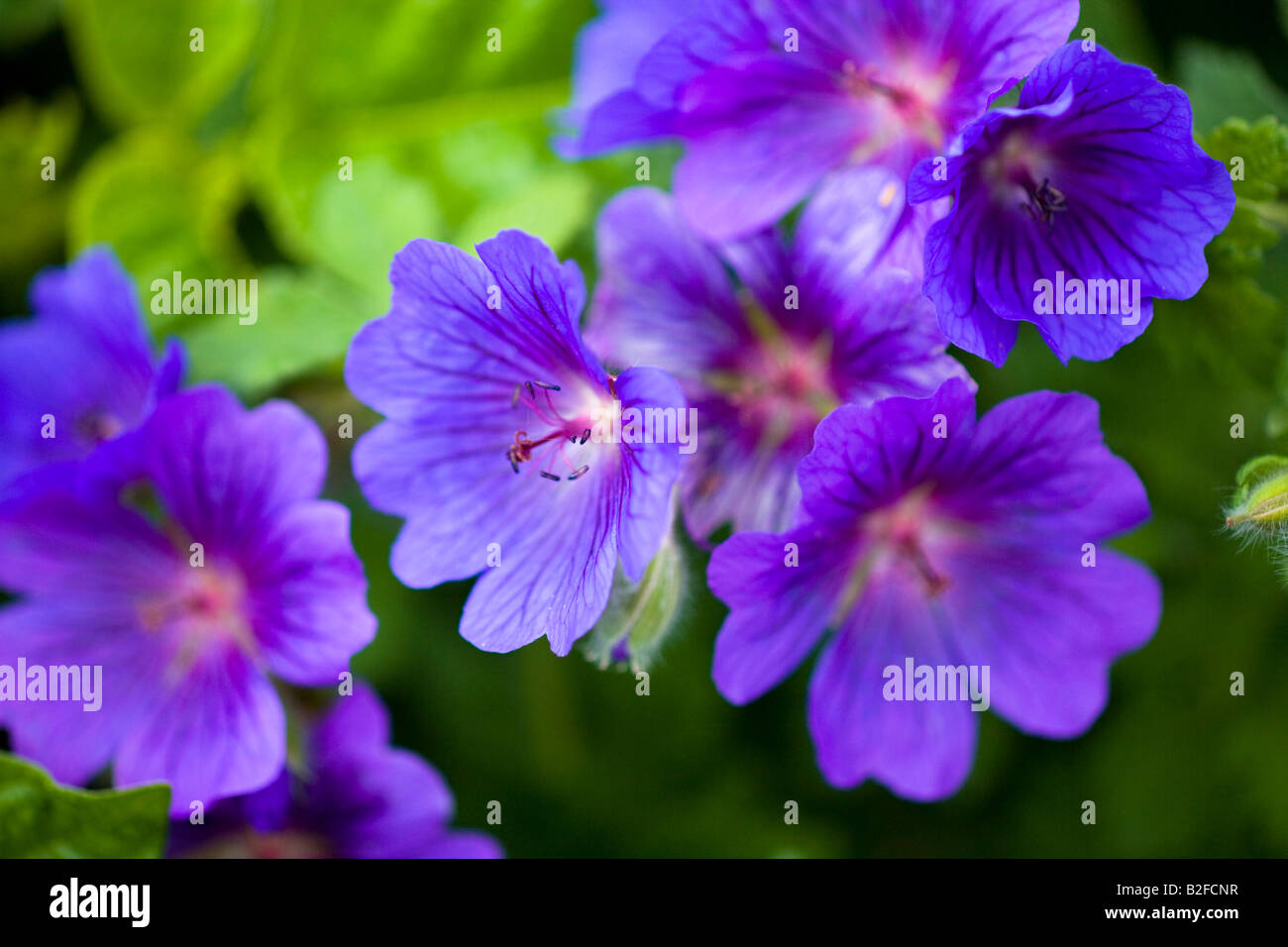 Flores azules de geranio Foto de stock