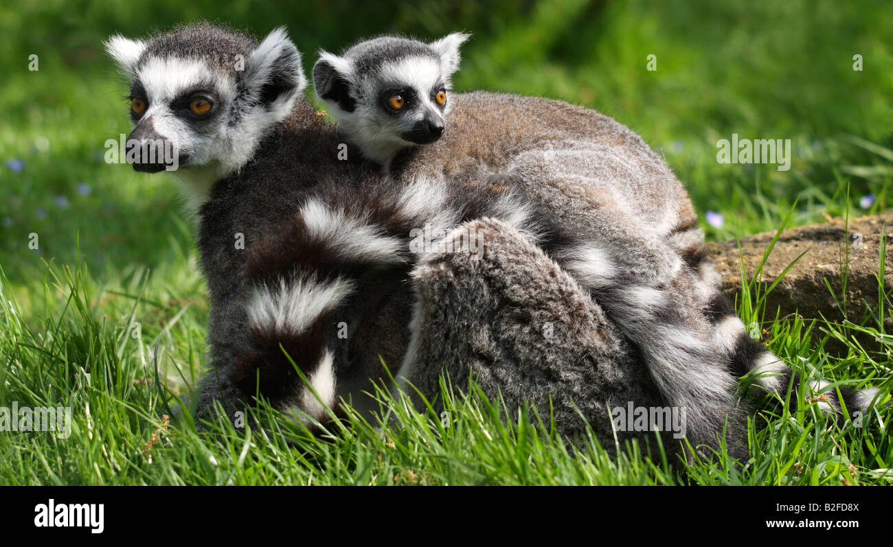 Baby ring tailed lemur Lemur catta, sobre la espalda de la madre Foto de stock