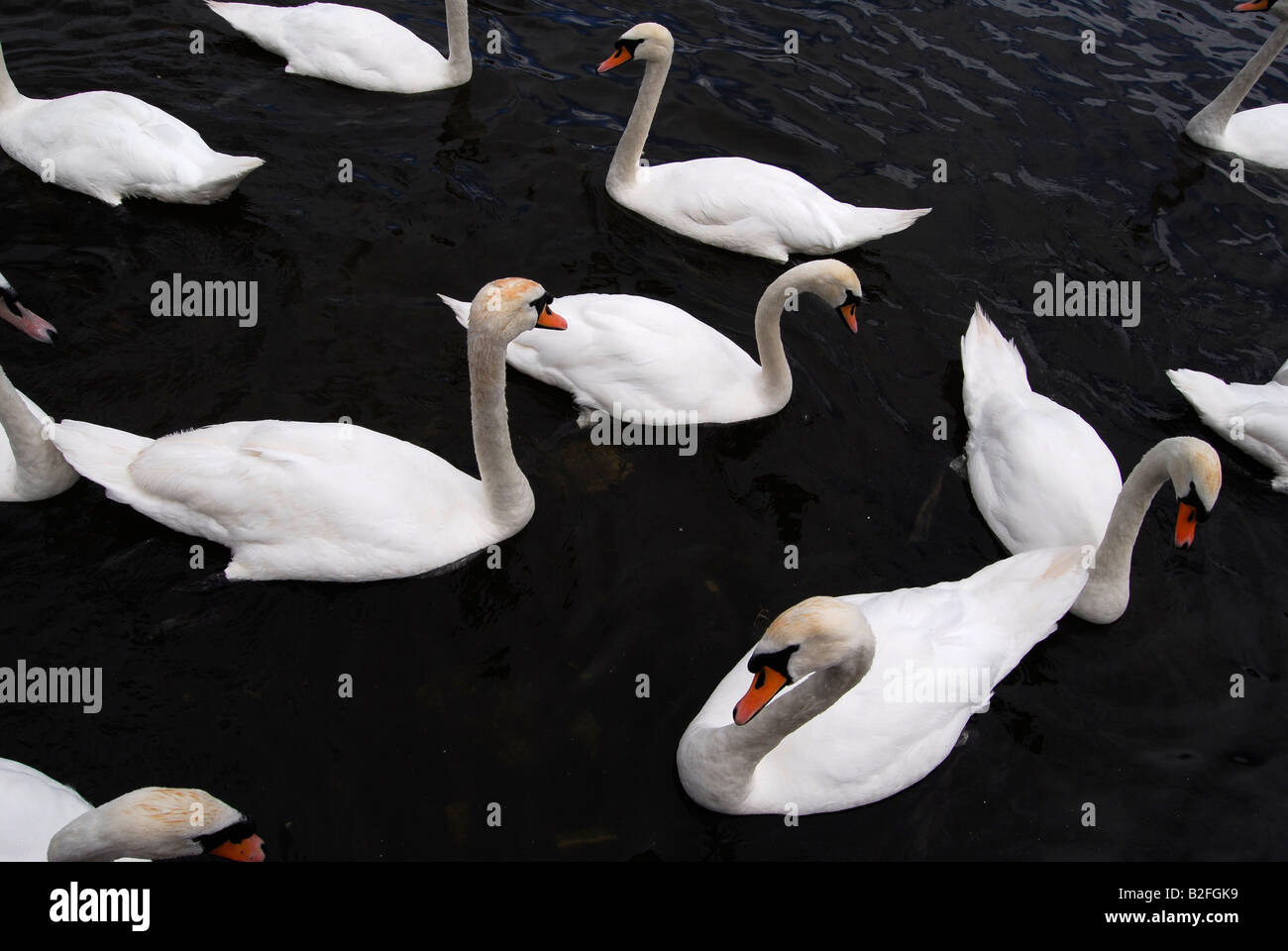 Cisnes nadando juntos Foto de stock
