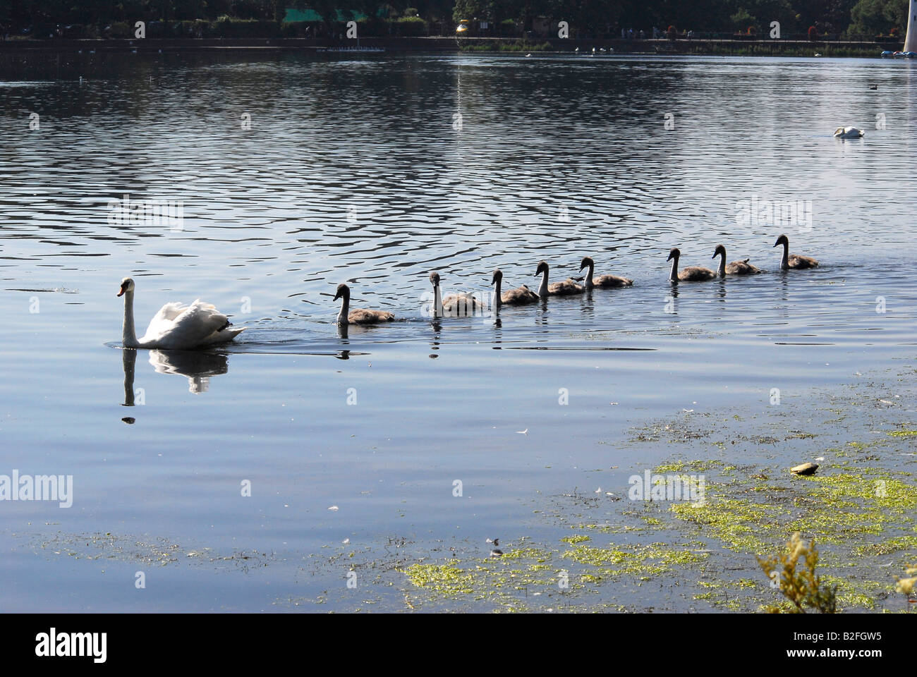Familia de cisnes nadando en línea sobre un lago Foto de stock