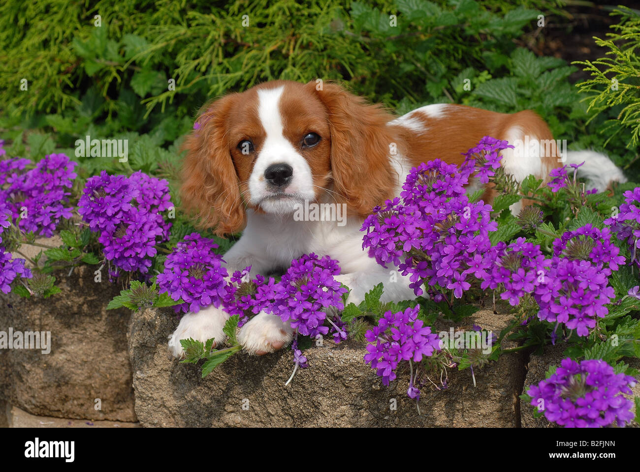 Perro perros chucho mascota mascotas caninos caninos fotografías e imágenes  de alta resolución - Página 2 - Alamy