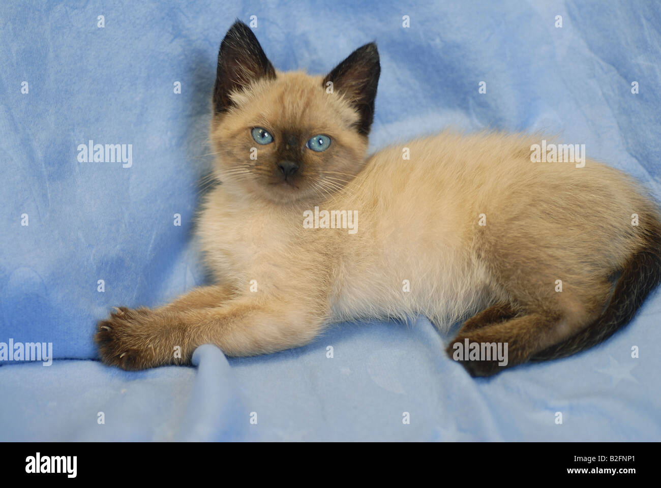 Razas de gatos fotografías e imágenes de alta resolución - Página 4 - Alamy